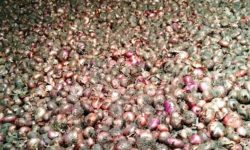 बजारीकरण नहुँदा गाउँमै कुहियो प्याज