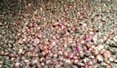 बजारीकरण नहुँदा गाउँमै कुहियो प्याज