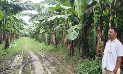 केरामा पानामा रोगको सङ्क्रमण