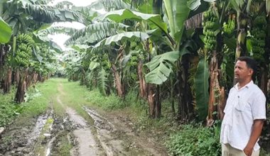 केरामा पानामा रोगको सङ्क्रमण