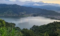 मोती पाइन सक्छ पोखराका तालमा