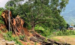 सडकले मासियो सम्पदा