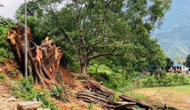 सडकले मासियो सम्पदा