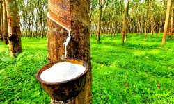 ओझेलमा ‘सेतो सुन’