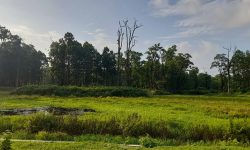 अलपत्र भलुवा सिमसार