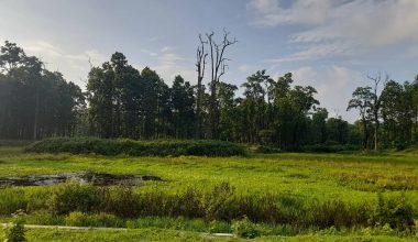 अलपत्र भलुवा सिमसार