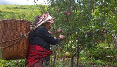 तिप्लिङमा स्याउ लटरम्मै, बजार अभावले बारीमै थन्कियो