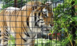 बस्तीमा पसेर मान्छे मार्ने बाघ निकुञ्जको नियन्त्रणमा