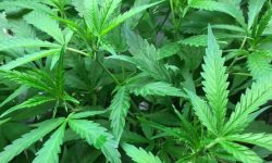 जर्मनीको मन्त्रिपरिषदद्वारा गाँजाको प्रयोग र खेतीलाई कानुनी मान्यता दिने विधेयक पारित