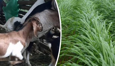 मासु र घाँसमा किसानलाई अनुदान