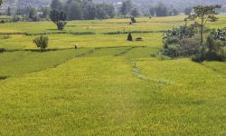 धान, मकै र गहुँको उत्पादकत्व वृद्धि