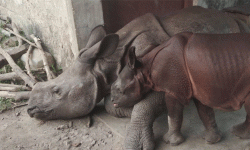 निकुञ्जका पुष्पा र अञ्जली आज कोशी जाँदै