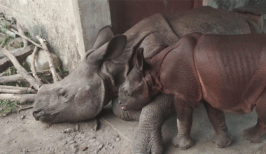 निकुञ्जका पुष्पा र अञ्जली आज कोशी जाँदै