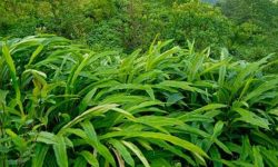 ३४ लाखको अलैंची उत्पादन, विदेश निर्यात हुने अलैँचीबाट अत्तरसमेत निर्माण