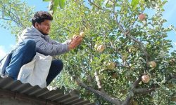 मुस्ताङमा आजदेखि स्याउ टिप्न सुरु