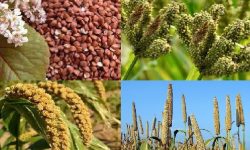 रैथाने बालीको संरक्षण गर्दै खाद्य बैंक