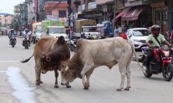 छाडा पशुचौपायाले दुर्घटनाको जोखिम