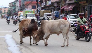 छाडा पशुचौपायाले दुर्घटनाको जोखिम