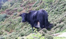 सन्दकपुरमा व्यावसायिकरुपमा चौँरी पालन