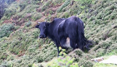 सन्दकपुरमा व्यावसायिकरुपमा चौँरी पालन