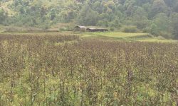 भोजपुरका किसानको रोजाइमा चिराइतो खेती