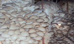 गोरखाका सामुदायिक विद्यालयमा च्याउखेती