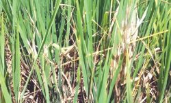धानमा रोग लागेपछि किसान चिन्तित