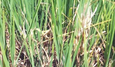 धानमा रोग लागेपछि किसान चिन्तित
