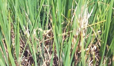 धानमा फड्के किराको प्रकोपले किसान चिन्तित