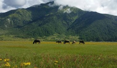 नेपालीको पहुँचबाहिर सिकार