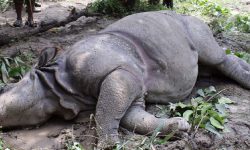 निकुञ्जमा मृत भेटियो गैँडा