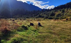 ओलाङचुगोलावासीलाई घाँसको जोहो गर्न चटारो