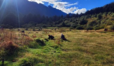 ओलाङचुगोलावासीलाई घाँसको जोहो गर्न चटारो