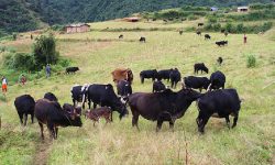 पुर्खाको नियम मान्दै पशुचौपाया लिएर भर्कोबाङ झरे भल्कोटवासी