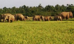 लुसुलुसु जङ्गली हात्ती गाउँ पसेपछि …