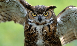 संसारभरका चरा जोखिममा