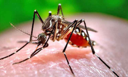 भोजपुरमा भेटिए कालाजारका बिरामी