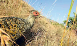 कालीगण्डकी क्षेत्रबाट लोप हुँदै चिर कालिज