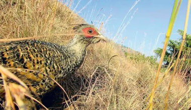 कालीगण्डकी क्षेत्रबाट लोप हुँदै चिर कालिज