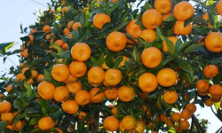 सल्यानको सुन्तला बगैँचामा ‘पिङ्क डिजिज’