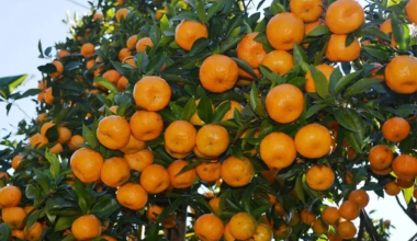 सल्यानको सुन्तला बगैँचामा ‘पिङ्क डिजिज’