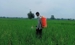 धानबाली जोगाउन लाखौं पङ्क्षी मारियो