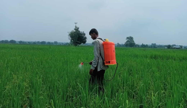 धानबाली जोगाउन लाखौं पङ्क्षी मारियो