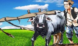 अझै पुनःस्थापनको पर्खाइमै मुक्त हलिया