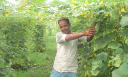 काँक्रो खेतीबाट मनग्य आम्दानी