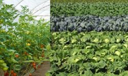 कृषिजन्य वस्तु उत्पादनका लागि बनाइएका संरचना प्रयोगविहीन