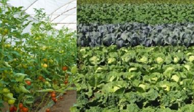 कृषिजन्य वस्तु उत्पादनका लागि बनाइएका संरचना प्रयोगविहीन