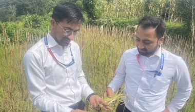 कोदोबालीमा खुम्रे कीराको समस्या