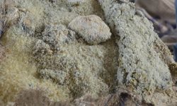 कुहिएको चामल बिक्री