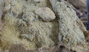 कुहिएको चामल बिक्री